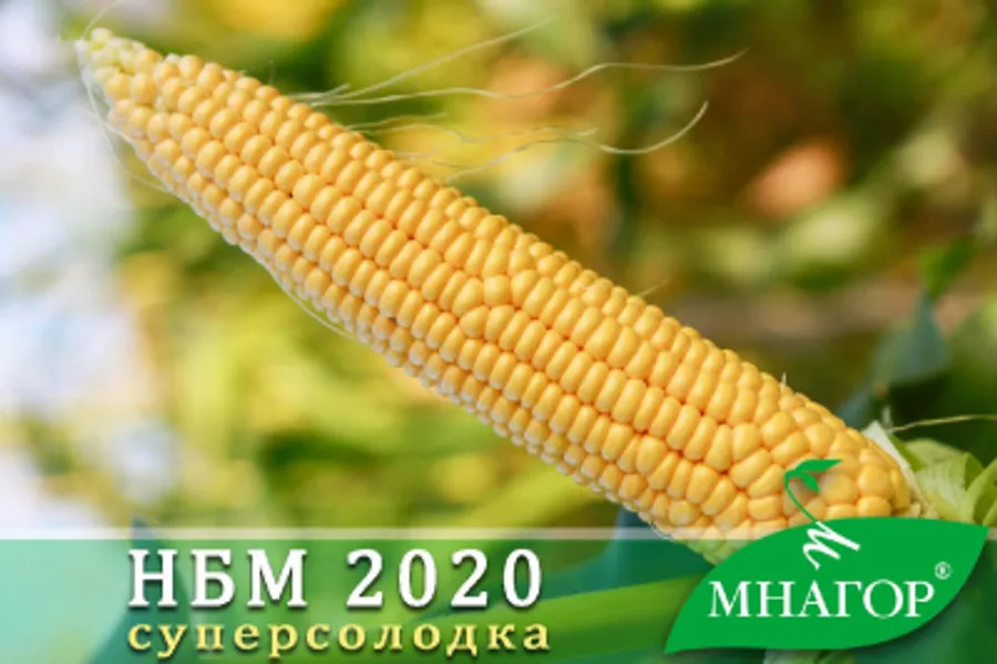 Продажа  Насіння кукурудзи цукрової НБМ 2020 F1, (середньостиглий, 75 - 78 днів) 100000 насінин